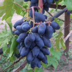 Rhombic grape variety