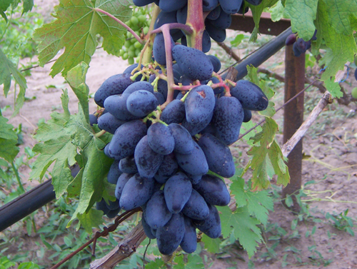 Rhombic grape variety