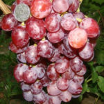 Ruta grape variety