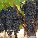 Syrah (Shiraz) grape variety