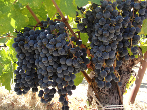 Syrah (Shiraz) grape variety