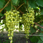 Tukay grape variety