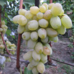 Grape variety Valentine