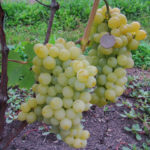 Jubilee grape variety