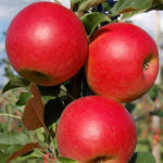 Apple variety Bayan