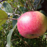 Apple variety Bessemyanka Michurinskaya