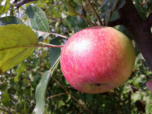 Apple variety Bessemyanka Michurinskaya