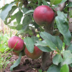 Apple variety Chervonets (columnar)