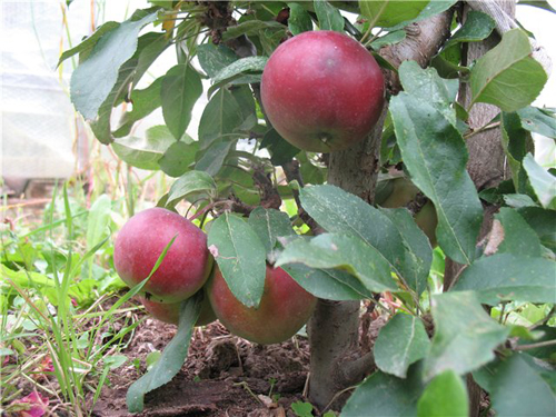 Apple variety Chervonets (columnar)