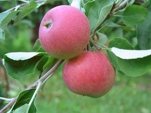 Apple variety Airlie Geneva