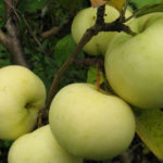 Apple variety Phoenix Altai