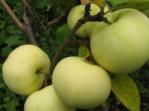 Apple variety Phoenix Altai