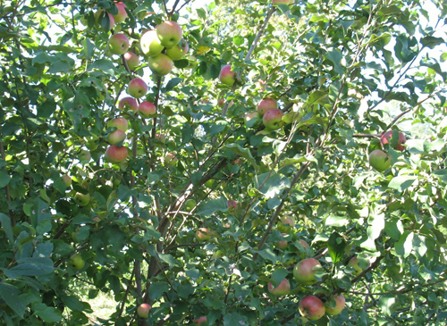 Apple variety Marat Busurin