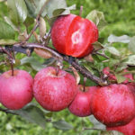 Apple variety Red Catty