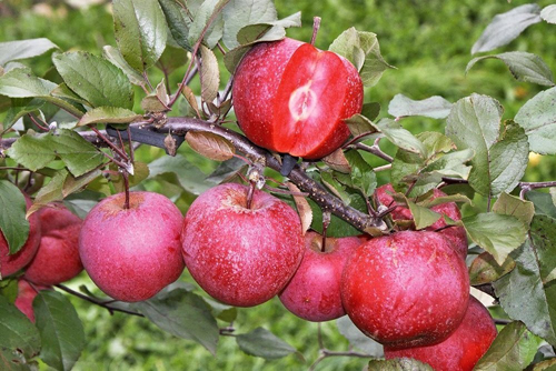 Apple variety Red Catty