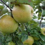 Apple variety Amber necklace (columnar)