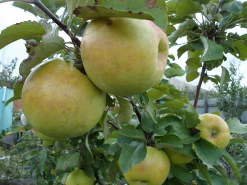 Apple variety Amber necklace (columnar)