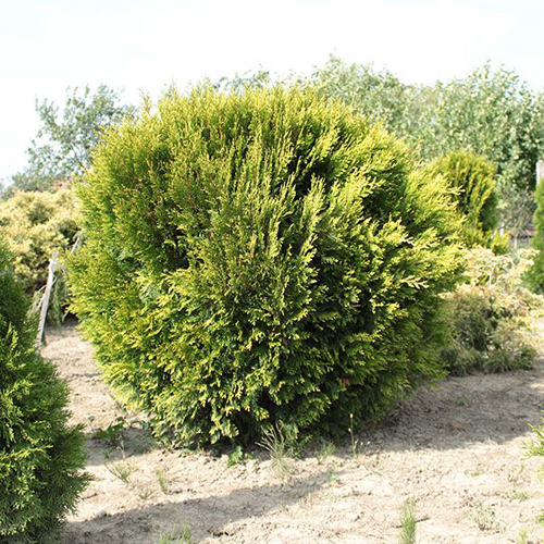 Thuja brettet Kornik