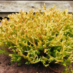 Thuja western Golden taffett