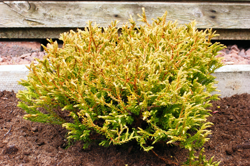 Thuja western Golden taffett