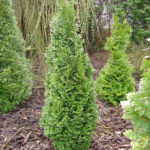 Δυτική Σπείρα Thuja