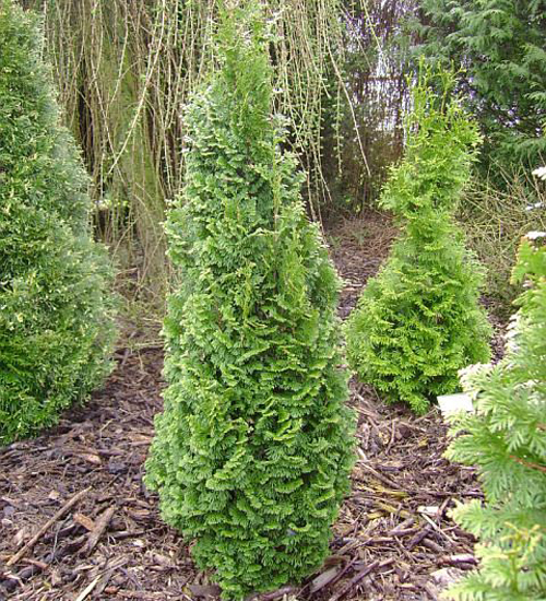 Δυτική Σπείρα Thuja