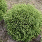 Thuja occidentalis טיני טים