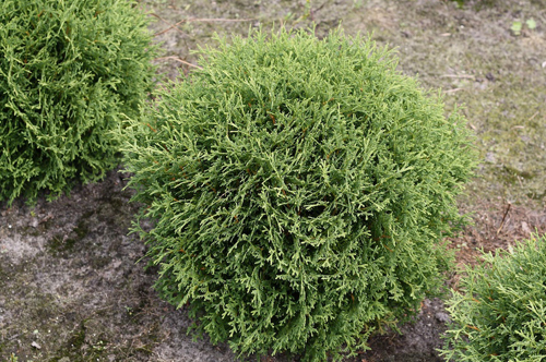 Thuja occidentalis טיני טים