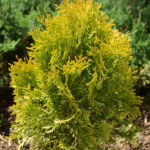 Thuja western Amber