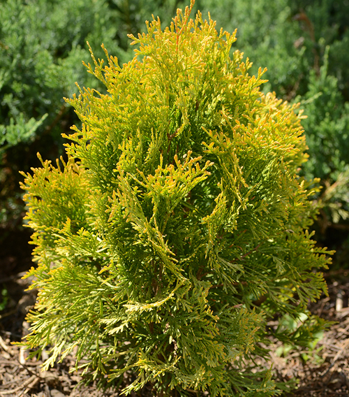 Thuja Amber barat