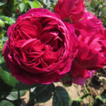 Rose Ascot