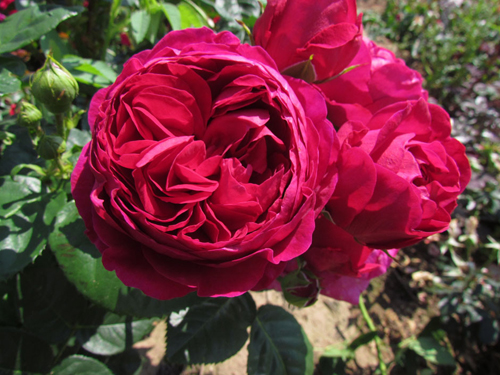 Rose Ascot