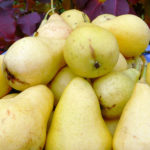 Pear variety Uralochka