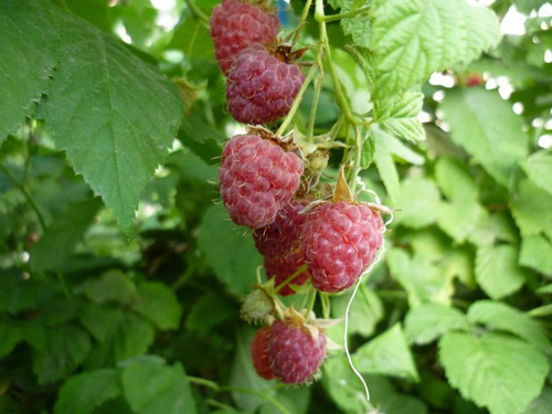 Raspberry Variety Balm