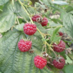 Raspberry variety Brigantine