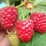 Diamond gred raspberry