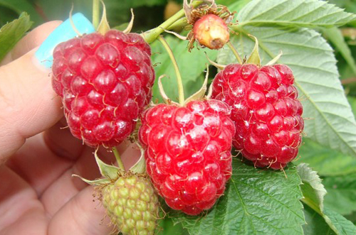 Diamond gred raspberry