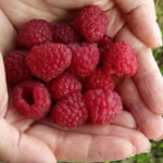 Raspberry variety Elegant