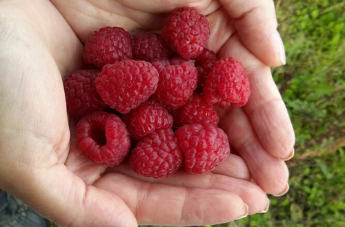 Raspberry variety Elegant