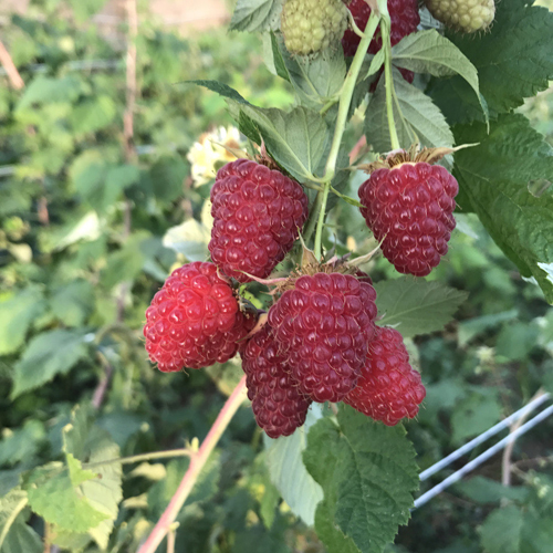 Raspberry variety Caramel