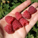 Bellflower pelbagai jenis raspberry