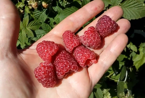 Raspberry variety Bellflower