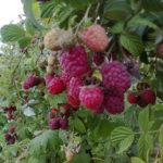 Raspberry variety Solnyshko