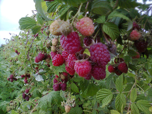 Raspberry pelbagai Solnyshko