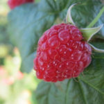 Raspberry variety Terenty