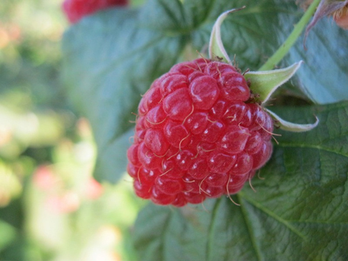 Raspberry variety Terenty