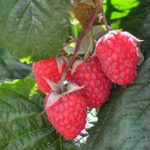 Raspberry variety Volnitsa