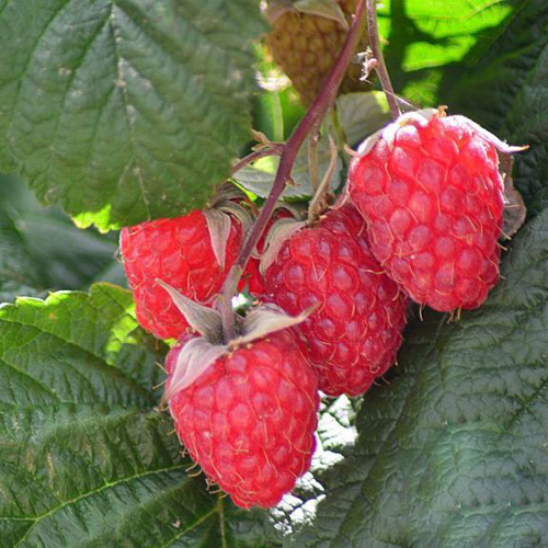 Varieti Raspberry Volnitsa