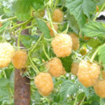 Raspberry variety Yellow giant