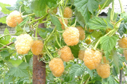 Raspberry variety Yellow giant